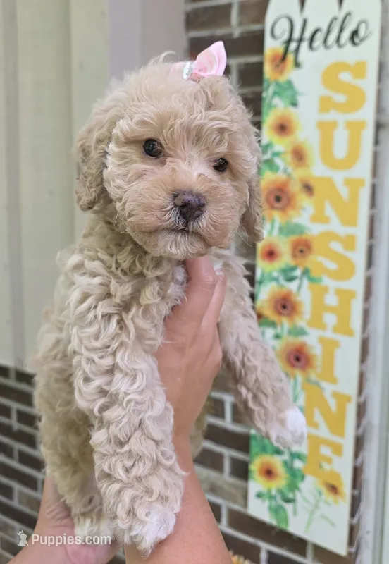 Blondie – Poodle - Miniature , Bichpoo puppy for sale in Jefferson City, TN