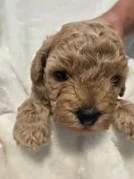 Cookie Butter, a male Poodle - Miniature  and Bichpoo for sale in Jefferson City, TN – 6 of 9