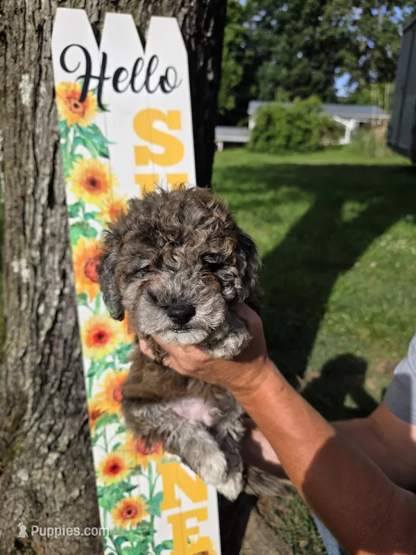 Banna Bread – Poodle - Miniature , Bichpoo puppy for sale in Jefferson City, TN