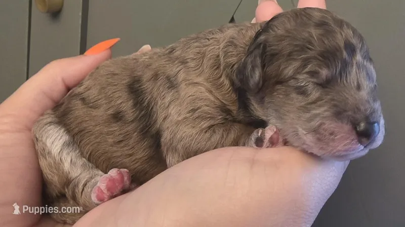 Banna Bread  – Poodle - Miniature , Bichpoo puppy for sale in Jefferson City, TN