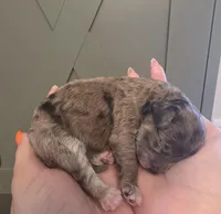 Banna Bread , a male Poodle - Miniature  and Bichpoo for sale in Jefferson City, TN – 2 of 6