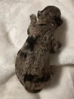 Banna Bread , a male Poodle - Miniature  and Bichpoo for sale in Jefferson City, TN – 5 of 6