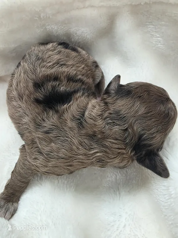Banna Bread – Poodle - Miniature , Bichpoo puppy for sale in Jefferson City, TN