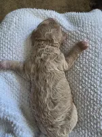 Blondie , a female Poodle - Miniature  and Bichpoo for sale in Jefferson City, TN – 7 of 7