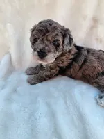 Banna Bread, a male Poodle - Miniature  and Bichpoo for sale in Jefferson City, TN – 9 of 9
