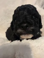 Mocha, a male Poodle - Miniature  and Bichpoo for sale in Jefferson City, TN – 6 of 6