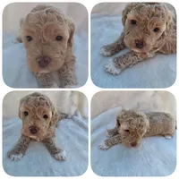 Blondie, a female Poodle - Miniature  and Bichpoo for sale in Jefferson City, TN – 5 of 9