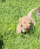 Blondie, a female Poodle - Miniature  and Bichpoo for sale in Jefferson City, TN – 2 of 9