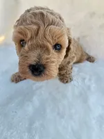 Cookie Butter, a male Poodle - Miniature  and Bichpoo for sale in Jefferson City, TN – 7 of 9