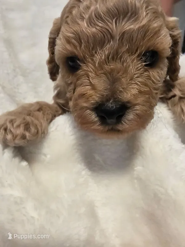 Cookie Butter – Poodle - Miniature , Bichpoo puppy for sale in Jefferson City, TN