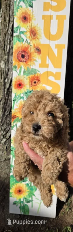 Cookie Butter – Poodle - Miniature , Bichpoo puppy for sale in Jefferson City, TN