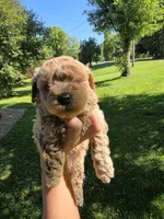 Cookie Butter, a male Poodle - Miniature  and Bichpoo for sale in Jefferson City, TN – 3 of 9