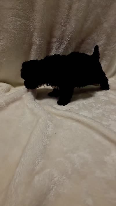 Mocha, a male Poodle - Miniature  and Bichpoo for sale in Jefferson City, TN – 4 of 6