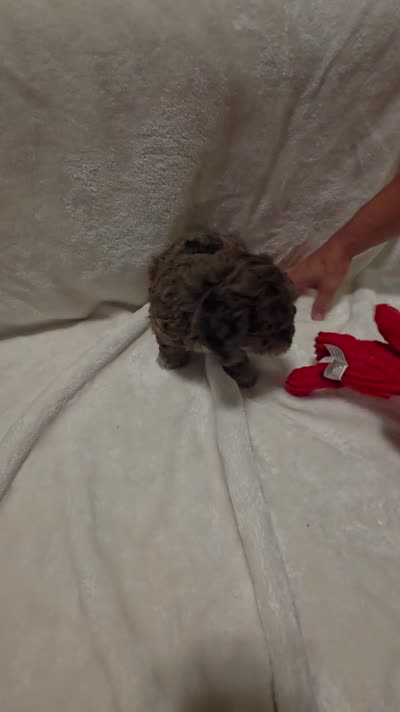 Banna Bread, a male Poodle - Miniature  and Bichpoo for sale in Jefferson City, TN – 4 of 9