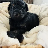 Cedar, a male Poodle - Miniature  for sale in Delta, CO – Photo 3 of 3