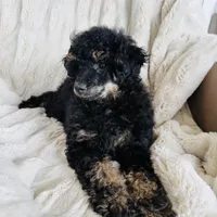Cedar, a male Poodle - Miniature  for sale in Delta, CO – Photo 1 of 3