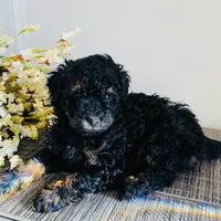 Cedar, a male Poodle - Miniature  for sale in Delta, CO – Photo 2 of 3