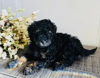 processed/3654768f-3d3a-4aa5-877e-56ebffc4b9e2/listing/04be339e-a996-4e18-bfa8-9b88c20c0810/f1a49ff8-c836-40f5-8a05-590d383c970b