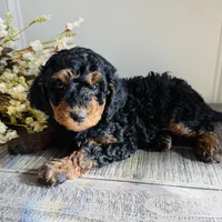 Mocha, a female Poodle - Miniature  for sale in Delta, CO – Photo 2 of 3