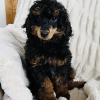Mocha, a female Poodle - Miniature  for sale in Delta, CO – Photo 1 of 3