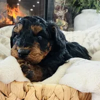 Mocha, a female Poodle - Miniature  for sale in Delta, CO – Photo 3 of 3