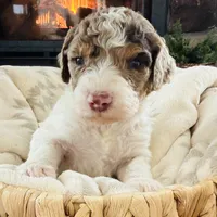 Frost, a male Miniature Bernedoodle for sale in Delta, CO – Photo 2 of 2