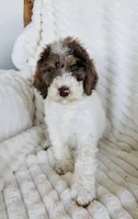 Frost, a male Miniature Bernedoodle for sale in Delta, CO – Photo 1 of 2