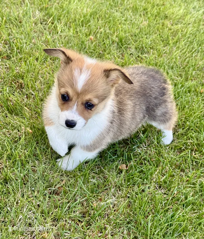 Violet – Pembroke Welsh Corgi puppy for sale in Delta, CO