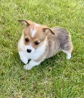 Violet, a female Pembroke Welsh Corgi for sale in Delta, CO – 1 of 1