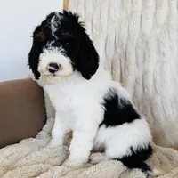 Holly, a female Miniature Bernedoodle for sale in Delta, CO – Photo 1 of 3