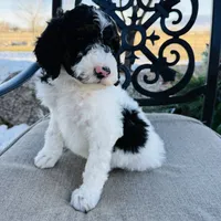 Holly, a female Miniature Bernedoodle for sale in Delta, CO – Photo 2 of 3