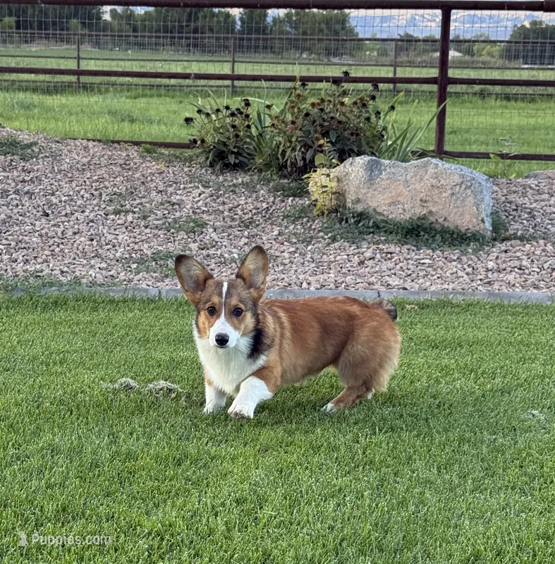 Sunny – Pembroke Welsh Corgi puppy for sale in Delta, CO