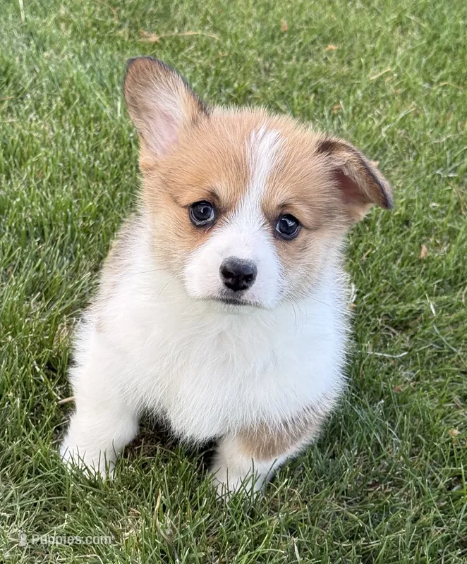 Daisy – Pembroke Welsh Corgi puppy for sale in Delta, CO