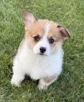 Daisy, a female Pembroke Welsh Corgi for sale in Delta, CO – 1 of 1