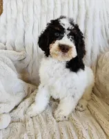 Cocoa, a male Bernedoodle for sale in Delta, CO – Photo 1 of 2