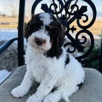 Cocoa, a male Bernedoodle for sale in Delta, CO – Photo 2 of 2