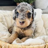 Koda, a male Miniature Bernedoodle for sale in Delta, CO – Photo 3 of 3