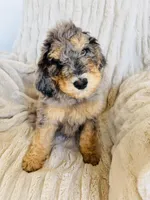 Koda, a male Miniature Bernedoodle for sale in Delta, CO – Photo 1 of 3