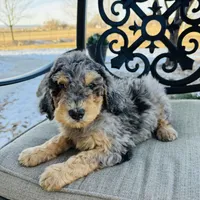 Koda, a male Miniature Bernedoodle for sale in Delta, CO – Photo 2 of 3