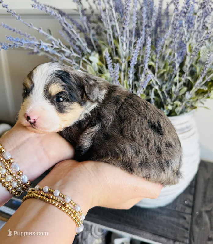 Rocco – Miniature Aussiedoodle puppy for sale in Delta, CO