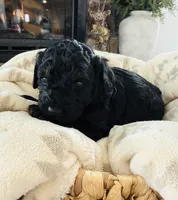 Ginger, a female Poodle - Miniature  for sale in Delta, CO – Photo 3 of 3