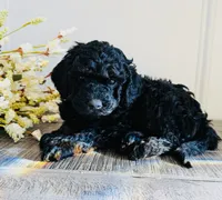 Ginger, a female Poodle - Miniature  for sale in Delta, CO – Photo 2 of 3