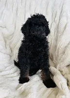 Ginger, a female Poodle - Miniature  for sale in Delta, CO – Photo 1 of 3