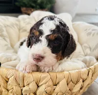 Cocoa, a male Miniature Bernedoodle for sale in Delta, CO – Photo 2 of 2