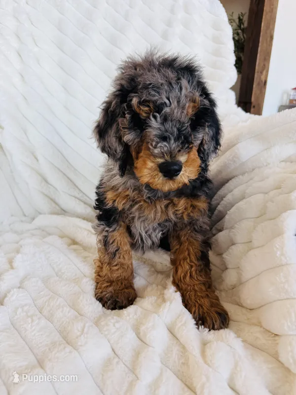 Bear – Miniature Bernedoodle puppy for sale in Delta, CO