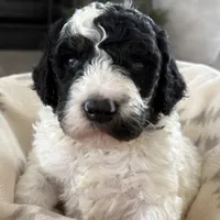 Finn, a male Miniature Bernedoodle for sale in Delta, CO – Photo 3 of 3