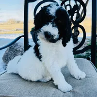 Finn, a male Miniature Bernedoodle for sale in Delta, CO – Photo 2 of 3