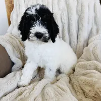 Finn, a male Miniature Bernedoodle for sale in Delta, CO – Photo 1 of 3