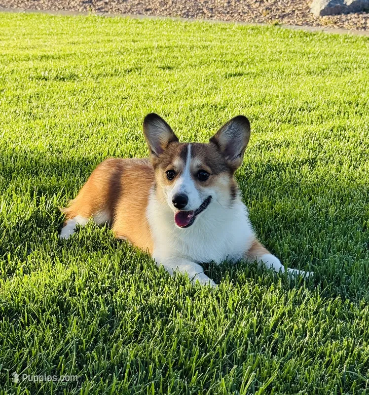 Daisy – Pembroke Welsh Corgi puppy for sale in Delta, CO