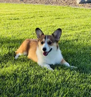 Daisy, a female Pembroke Welsh Corgi for sale in Delta, CO – 1 of 2